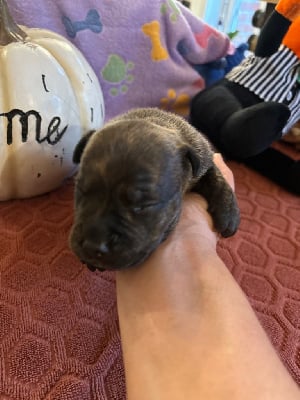 Les chiots de Staffordshire Bull Terrier