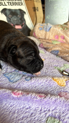 Les chiots de Staffordshire Bull Terrier