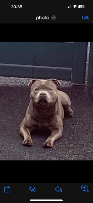 Les chiots de Staffordshire Bull Terrier