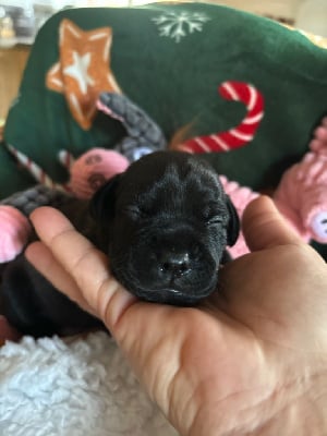 Les chiots de Staffordshire Bull Terrier