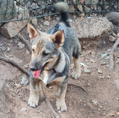 Les chiots de Spitz des Visigoths