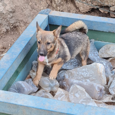 Les chiots de Spitz des Visigoths