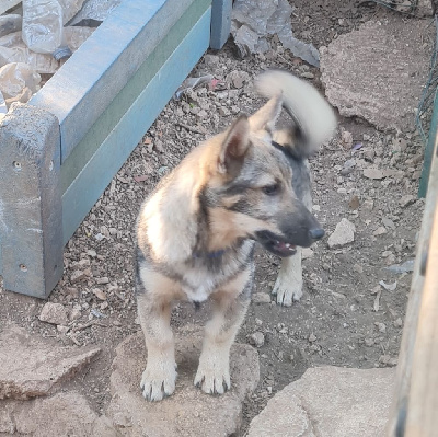 Les chiots de Spitz des Visigoths