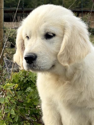 Les chiots de Golden Retriever