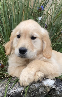 Les chiots de Golden Retriever