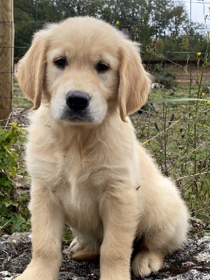 Les chiots de Golden Retriever