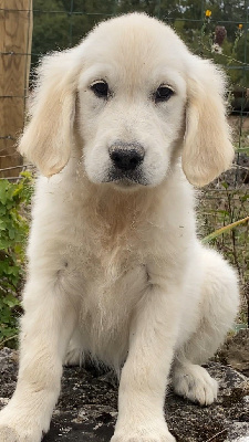 Les chiots de Golden Retriever