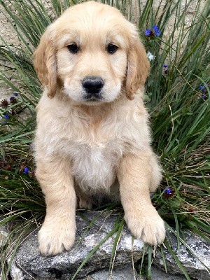 Les chiots de Golden Retriever