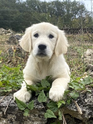 Les chiots de Golden Retriever