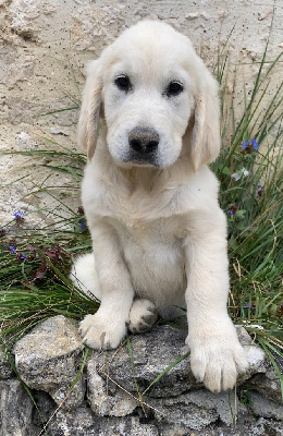 Les chiots de Golden Retriever