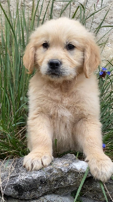 Les chiots de Golden Retriever