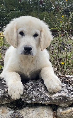 Les chiots de Golden Retriever