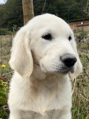 Les chiots de Golden Retriever