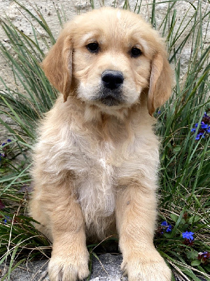 Les chiots de Golden Retriever