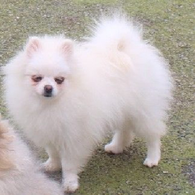 Les chiots de Spitz allemand