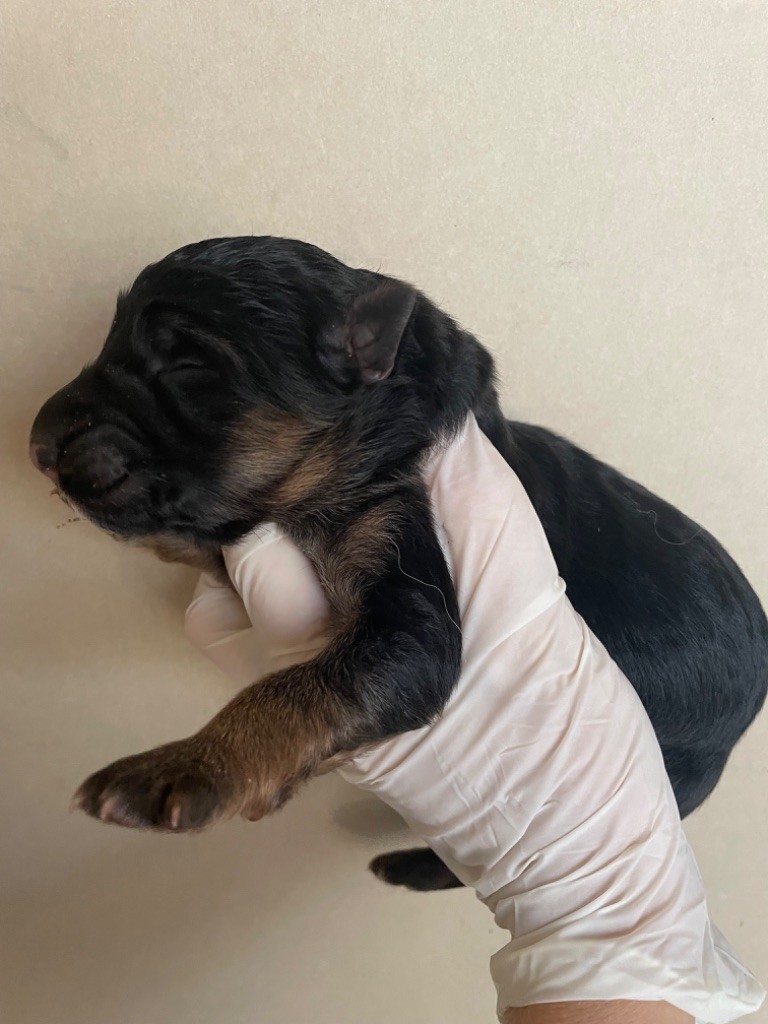 CHIOT 2 - Berger Allemand Poil Long