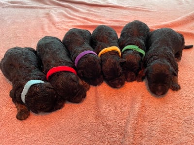 Les chiots de Berger Allemand Poil Long