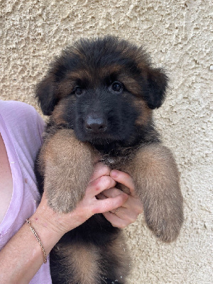 Les chiots de Berger Allemand Poil Long