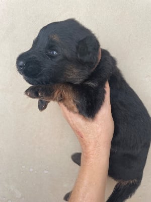 Les chiots de Berger Allemand Poil Long