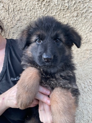 Les chiots de Berger Allemand Poil Long