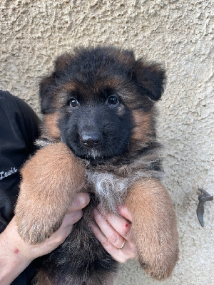 Les chiots de Berger Allemand Poil Long