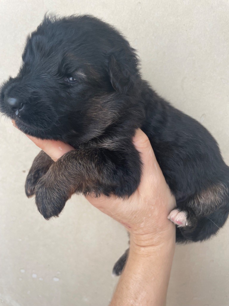 CHIOT - Berger Allemand Poil Long