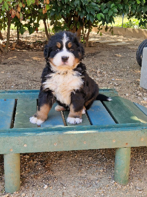 Les chiots de Bouvier Bernois