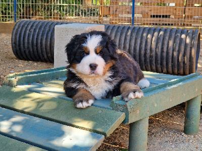 Les chiots de Bouvier Bernois