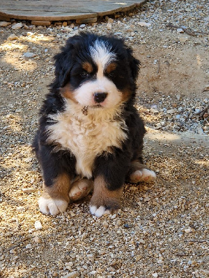 Les chiots de Bouvier Bernois