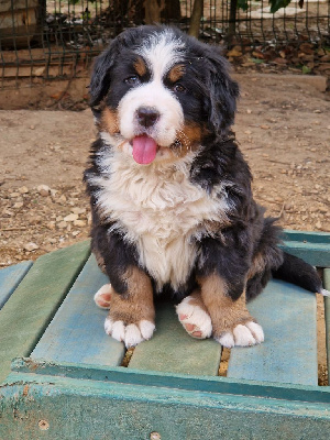 Les chiots de Bouvier Bernois