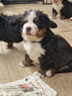 Les chiots de Bouvier Bernois