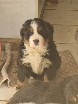 Les chiots de Bouvier Bernois