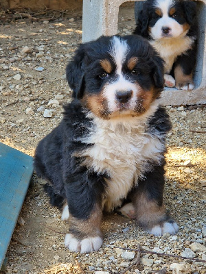 Les chiots de Bouvier Bernois