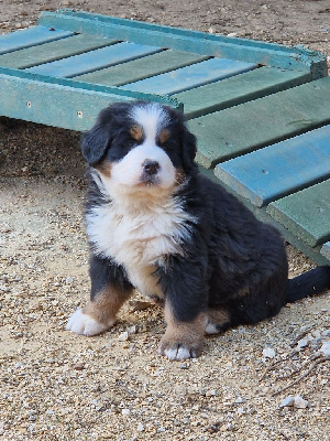 Les chiots de Bouvier Bernois