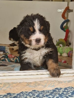 Les chiots de Bouvier Bernois