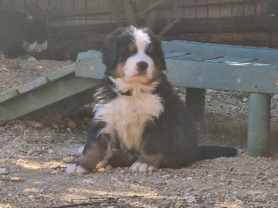 Les chiots de Bouvier Bernois