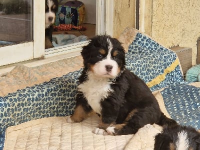 Les chiots de Bouvier Bernois