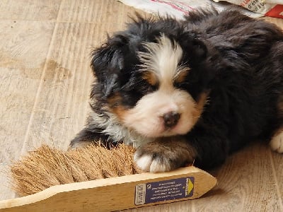 Les chiots de Bouvier Bernois