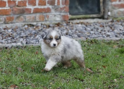 Les chiots de Berger Australien