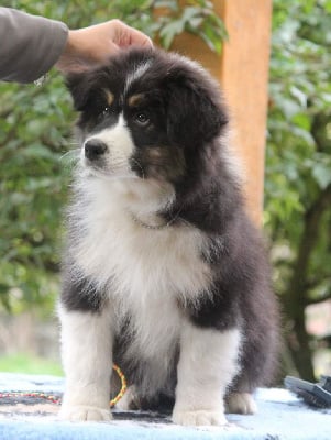 Les chiots de Berger Australien