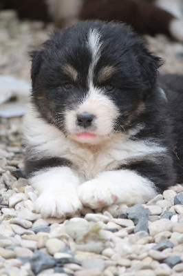 Les chiots de Berger Australien