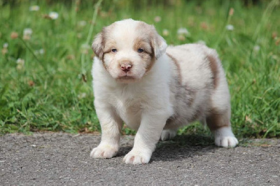 Les chiots de Berger Australien