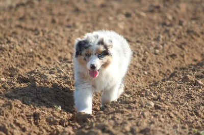 Les chiots de Berger Australien