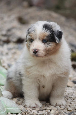 Les chiots de Berger Australien