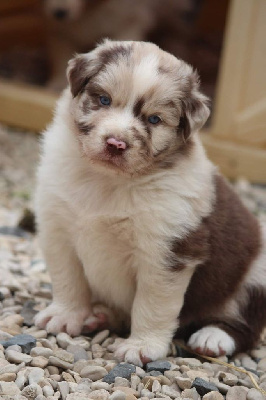 Les chiots de Berger Australien