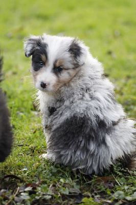 Les chiots de Berger Australien