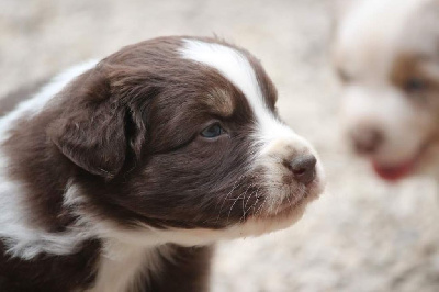 Les chiots de Berger Australien