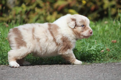 Les chiots de Berger Australien