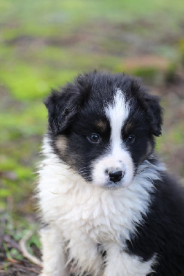 Les chiots de Berger Australien