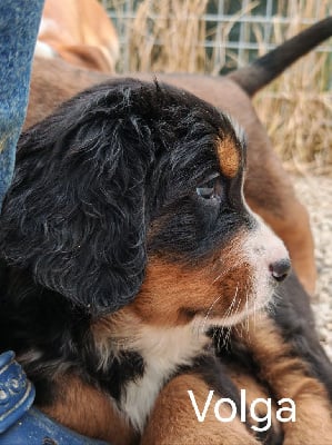 Les chiots de Bouvier Bernois